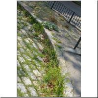 2021-07-30 Kiesbeet 01.JPG